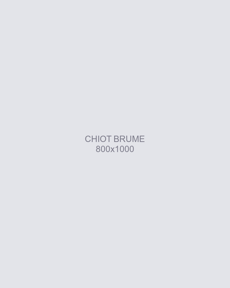 Brume, chiot femelle bleu merle de 8 semaines, couchée pattes croisées